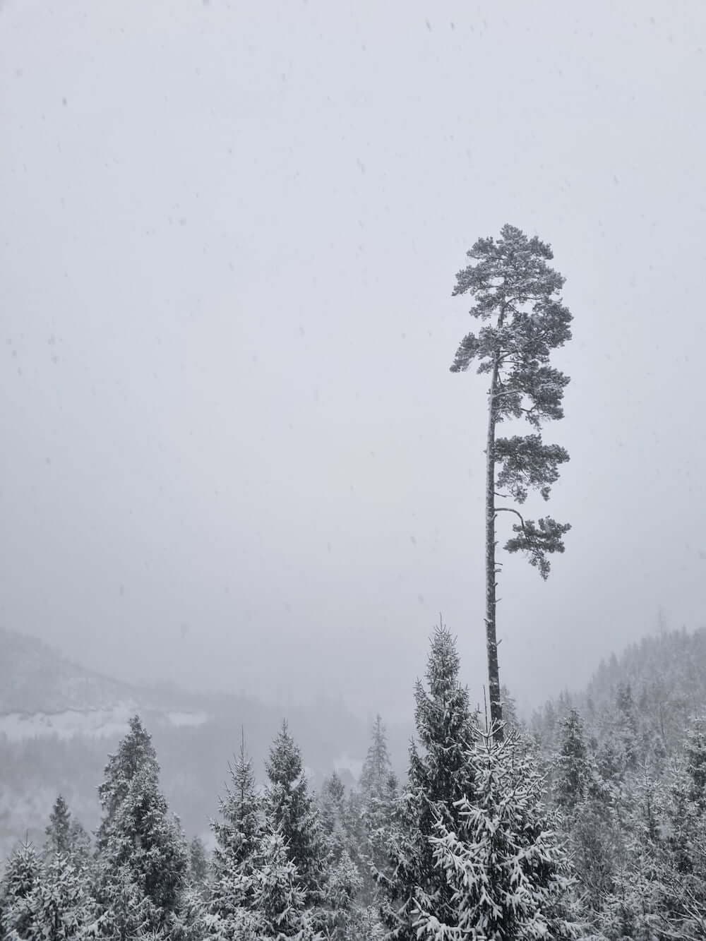 Зимовий ліс